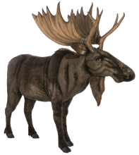 Hansa Plüss Játék Jávorszarvas 238 cm.H (htc 5523) (0228)