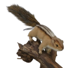 Hansa Plüss Játék Szibériai mókus 15 cm.H (4831)