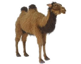 Hansa Plüss Játék Baktriai teve 110 cm hosszú. (5609)