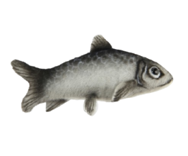 Hansa Plüss Heringhal (K) 11cm.H (8717)