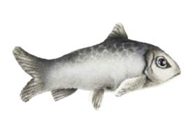 Hansa Plüss Heringhal (L) 12 cm.L (8718)