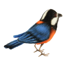 Hansa Plüss Játék Gesztenyehasú Cinege 12cm.H (8783)