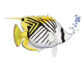 Hansa Plüss Játék Cérnaúszójú Pillangóhal 34cm.H (8789)