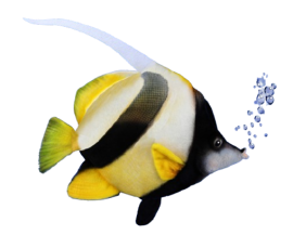 Hansa Plüss Játék Korallhalas Zászló 33cm.H (8790)