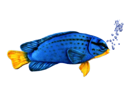 Hansa Plüss Játék Kék Damselfish 37cm.H (8798)