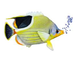 Hansa Plüss Játék Nyereghátú Pillangóhal 30cm.H (8808)