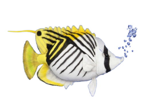 Hansa Plüss Játék Cérnaúszójú Pillangóhal 34cm.H (8789)