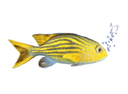 Hansa Bélelt Plüss Játék Chromis 36cm.H (8796)