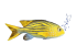Hansa Bélelt Plüss Játék Chromis 36cm.H (8796)